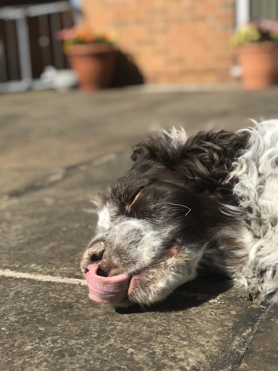 Me and Webbs loved the sunshine a few days ago!!