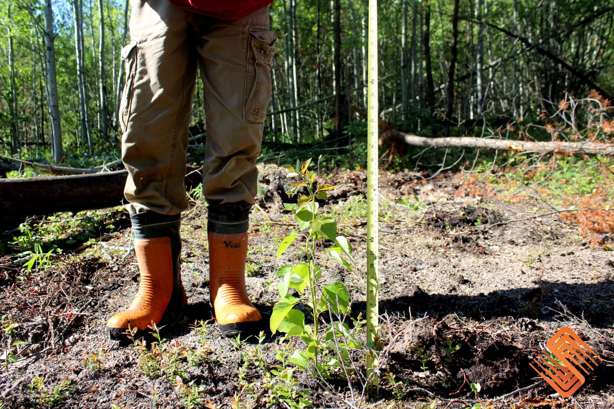 Andrew is showing the natural regeneration that can quickly establish following linear restoration. With this natural regeneration supplementing our planting, a forested future is in sight!