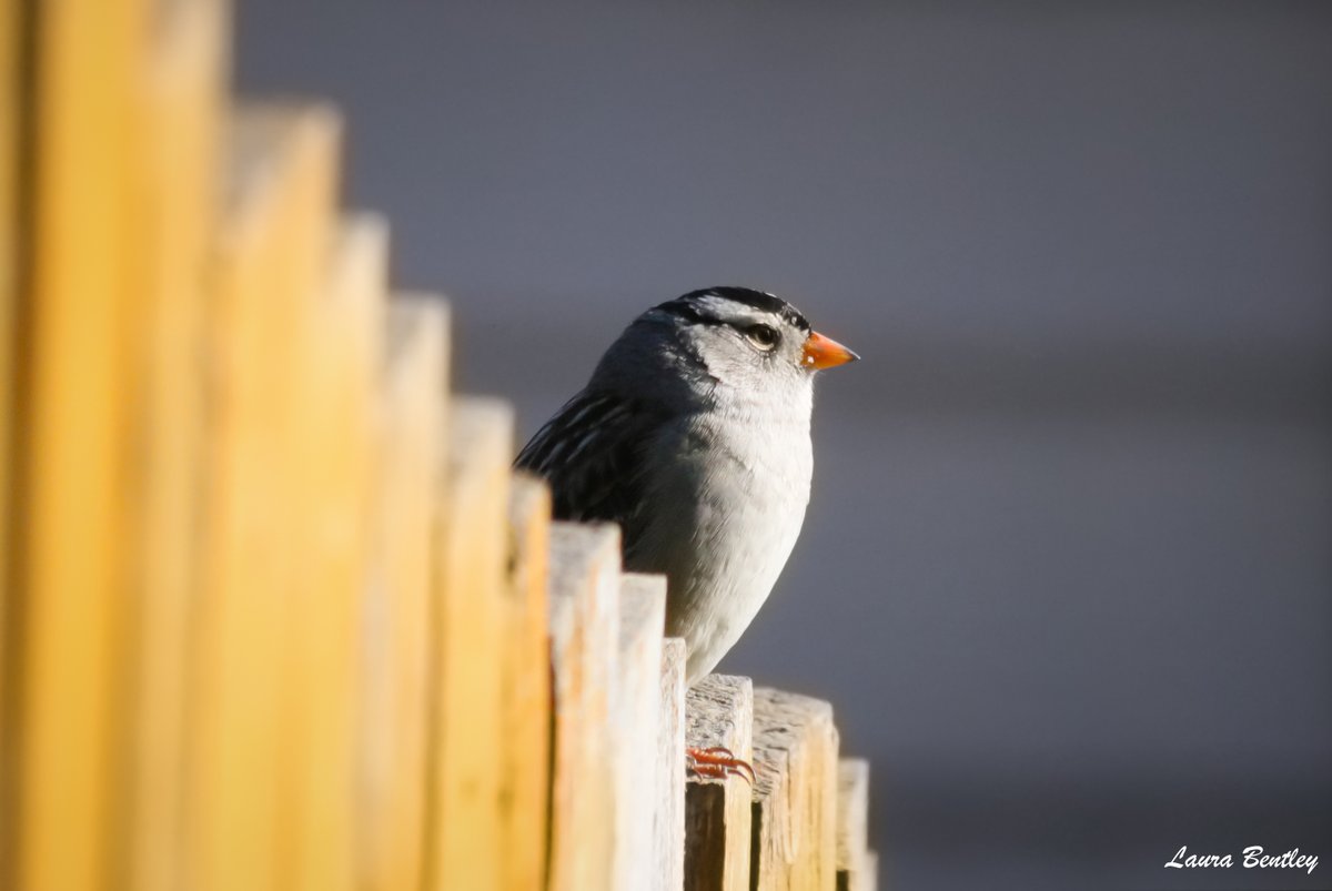 #FridayFeeling 🥰 Our 1st #WhiteCrownedSparrow has arrived. #FridayFeathers