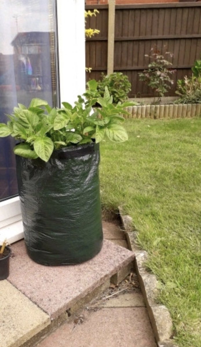 Smith_SMCA's tweet photo. Jack has been working hard growing and learning all about plants. I wonder who will grow the biggest sunflower. #sciencefromhome #plants #proudteacher https://t.co/P7w23RKOjO