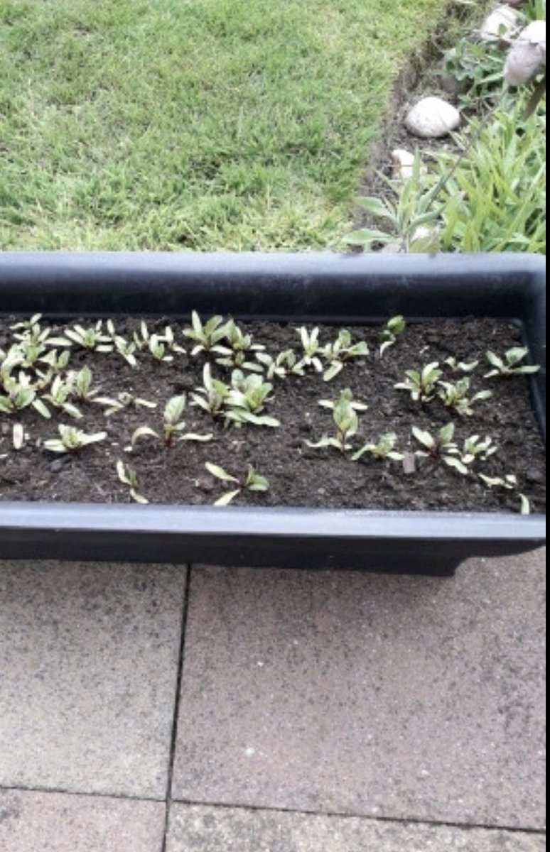 Smith_SMCA's tweet photo. Jack has been working hard growing and learning all about plants. I wonder who will grow the biggest sunflower. #sciencefromhome #plants #proudteacher https://t.co/P7w23RKOjO