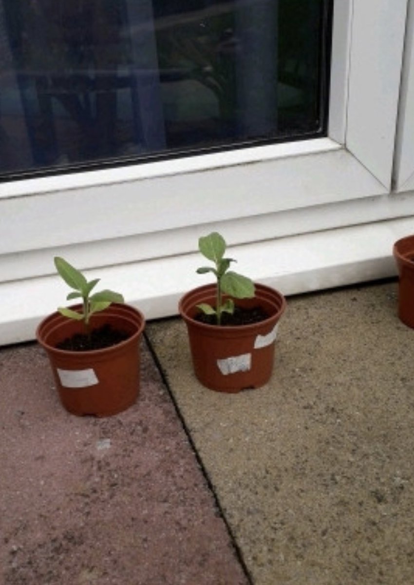 Smith_SMCA's tweet photo. Jack has been working hard growing and learning all about plants. I wonder who will grow the biggest sunflower. #sciencefromhome #plants #proudteacher https://t.co/P7w23RKOjO