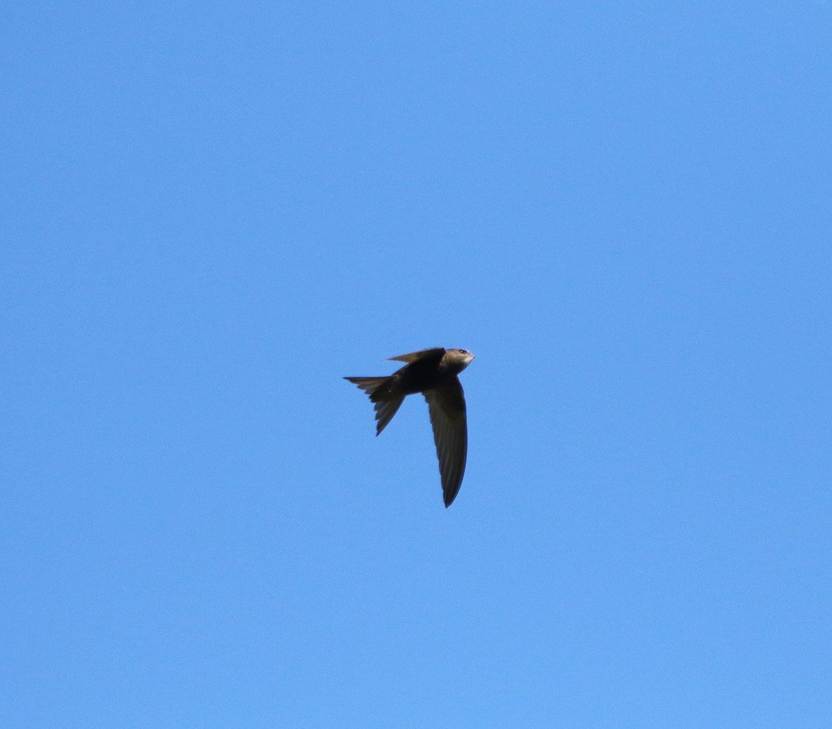 Michael04166819's tweet photo. Love trying to photograph Swift's very challenging. Around 50 birds feeding over pond2 at Rainton this morning @DurhamBirdClub @durhamwildlife @SaveourSwifts @Natures_Voice @Britnatureguide @BirdTrack @BBCSpringwatch #birding #birdwatching #devilbirds https://t.co/TlDM29ENs1