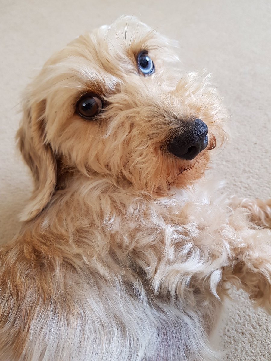 Meet Albus ... as in Albus Dumbledore for all you Harry Potter fans: He is a #miniaturewirehaireddachshund who belongs to Sophia. Albus has 1 brown eye & 1 blue eye & Sophia tells me the blue eye is the naughty side of him! 😉
#dogcommission #woolart #choosewool #needlefelt