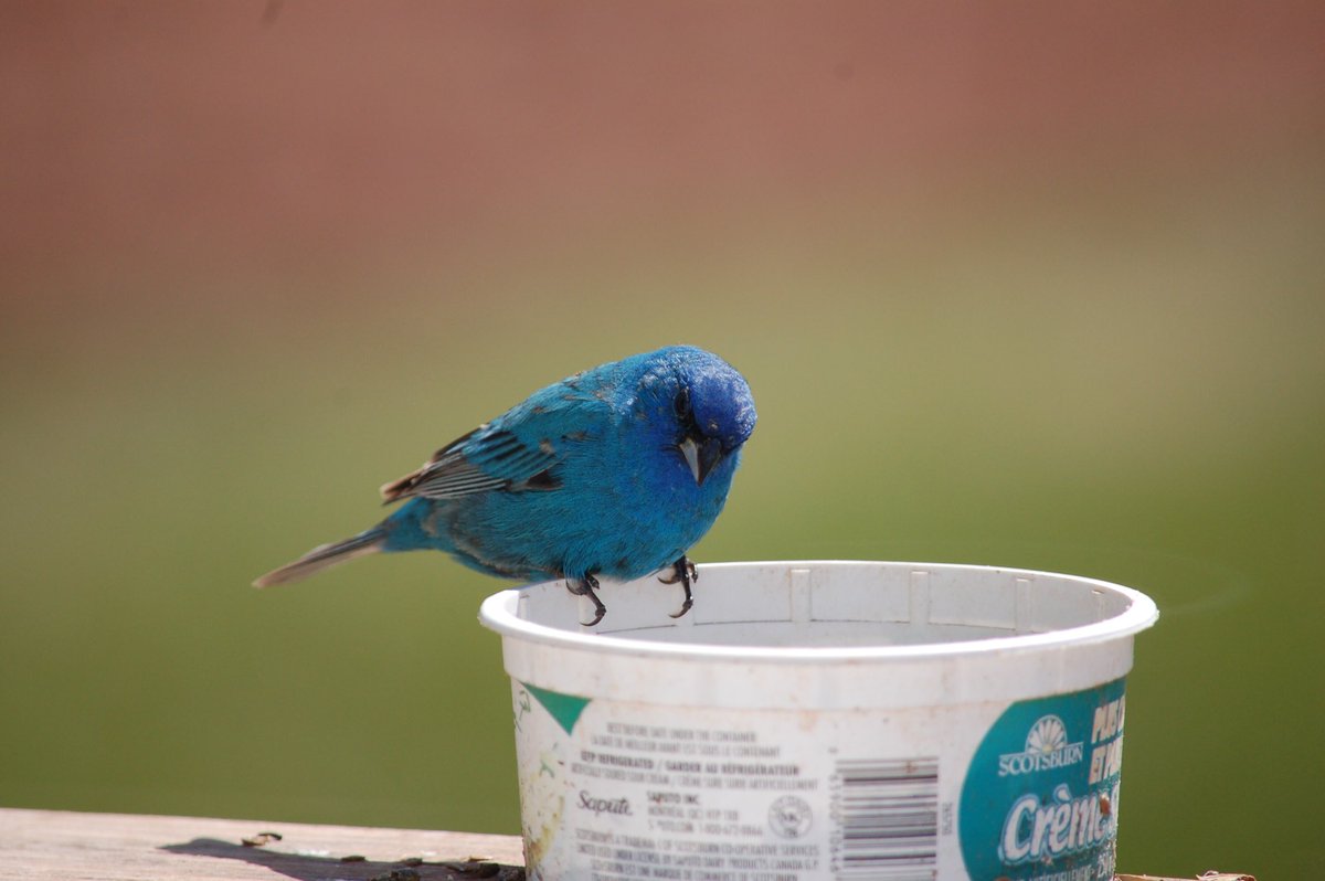 DonCheverie's tweet photo. The annual visit from our blue friend occurred today... #IndigoBunting #PEI #EastPoint https://t.co/wRF48oLVwu