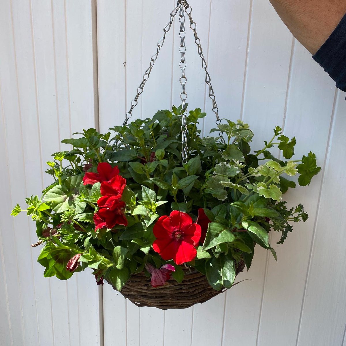 HighPeakFlowers's tweet photo. We have gorgeous, summer hanging baskets available for contactless collection or delivery £30 each #florist #hangingbaskets #newmills #highpeak #birchvale #mellor #rowarth #marplebridge #marple #hayfield #strines #chinley #buxworth #chapelenlefrith #whaleybridge #disley #highlane https://t.co/hUU7dDTjZ3