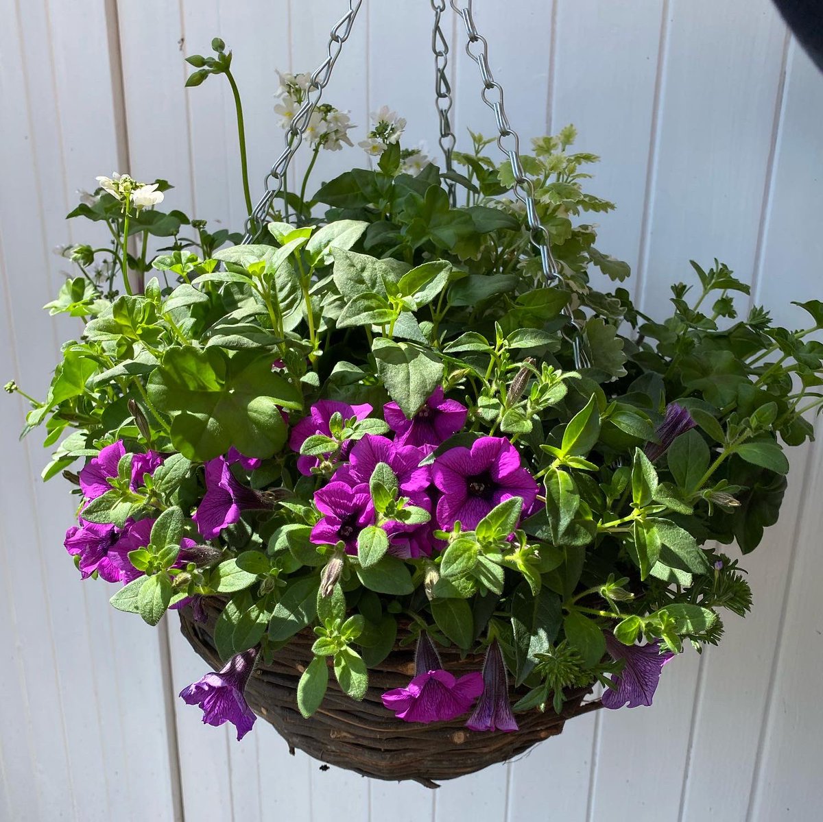 HighPeakFlowers's tweet photo. We have gorgeous, summer hanging baskets available for contactless collection or delivery £30 each #florist #hangingbaskets #newmills #highpeak #birchvale #mellor #rowarth #marplebridge #marple #hayfield #strines #chinley #buxworth #chapelenlefrith #whaleybridge #disley #highlane https://t.co/hUU7dDTjZ3