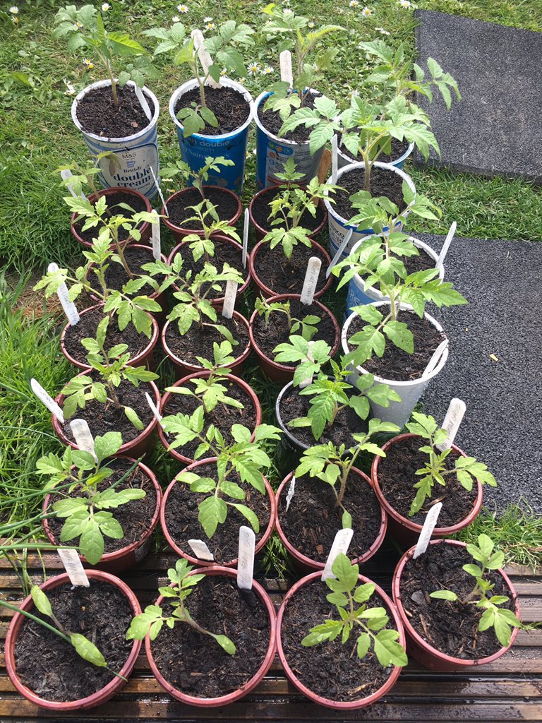 Made the first-time-gardener error of thinking that none of my sown seeds would germinate and that if any of them did, I would kill every single seedling, so have now ended up with 27 tomato plants and only space for about 3. Ditto beans of which I now have 20+. Oops. 