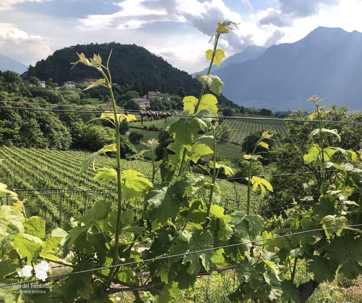 In Trentino si possono combinare alla perfezione l’esercizio fisico all’aria aperta e la cultura enologica: avventurarsi di vigneto in vigneto lungo i numerosi percorsi che costeggiano i filari...riscopriamo il piacere di questo verde intenso dove nascono i vini trentini