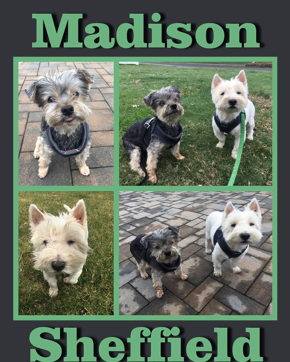 salspalsnj's tweet photo. Introducing my newest PALS, Madison and Sheffield. 
#pet #pets #petsitting #dog #dogs #doglovers #dogwalker #dogsitting #dogwalking #gooddogsrule #dogsofgoogle #dogsareawesome #doggydaycare #dogsofinstagram #pawsome #dogwalkingservices #dailydog #dogoftheday #dogsofinta https://t.co/1cCddvgmjS