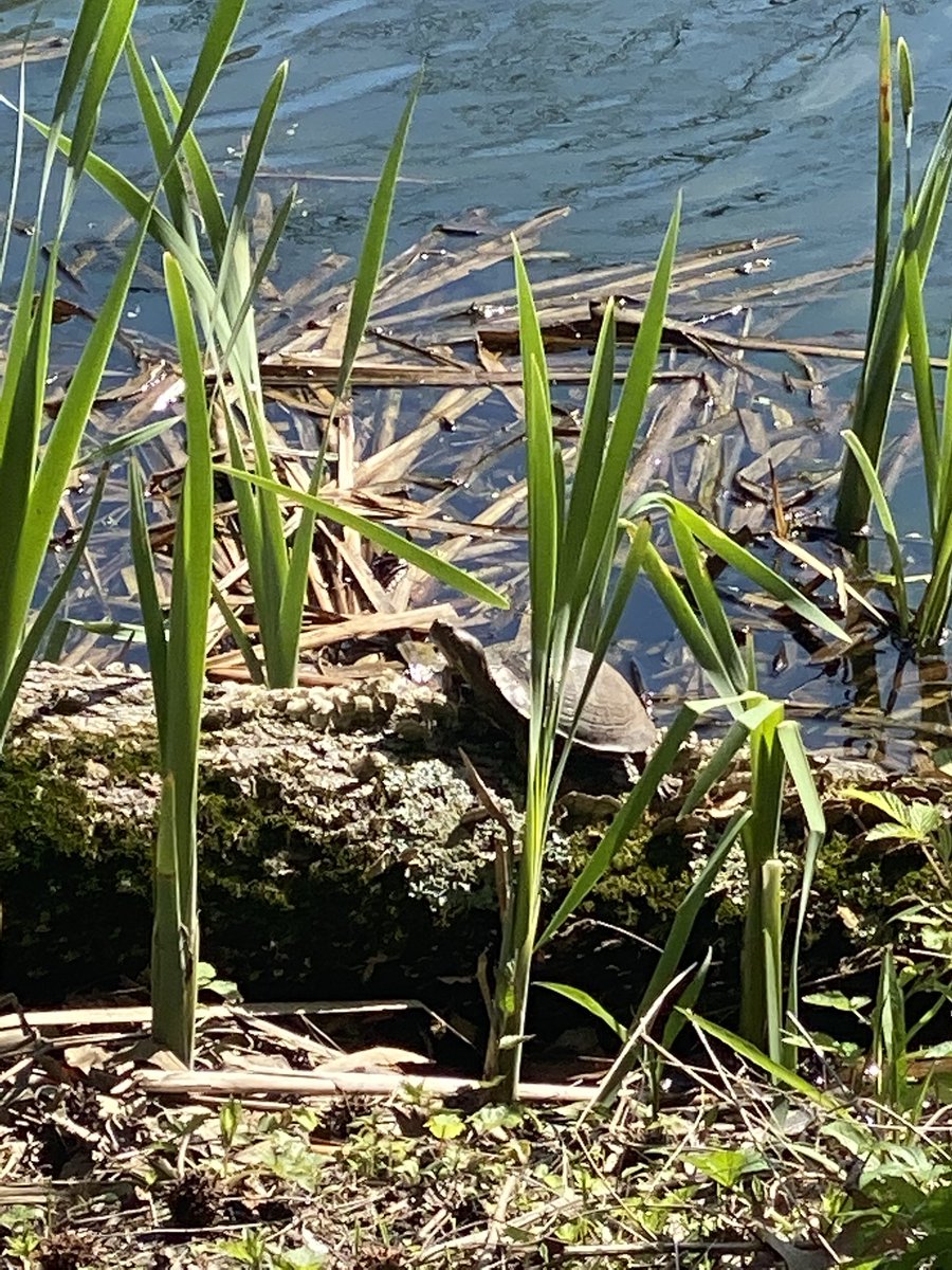 This weather is perfect for logging more miles! Get outside, breathe and get moving. No matter how fast or slow🐢. Every mile counts!