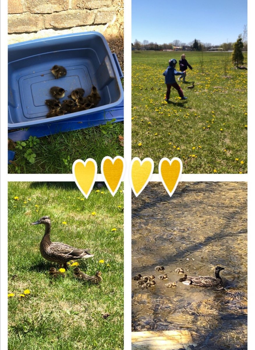 So proud of some of our JPPS students: Aaron, Annalise, Lauren and Tyler as they rescue ducklings with a ladle from a sewer grate and lead them to their wetlands! ⁦@DurhamDSB⁩ ⁦<a href="/RAKFoundation/">RAK Foundation</a>⁩