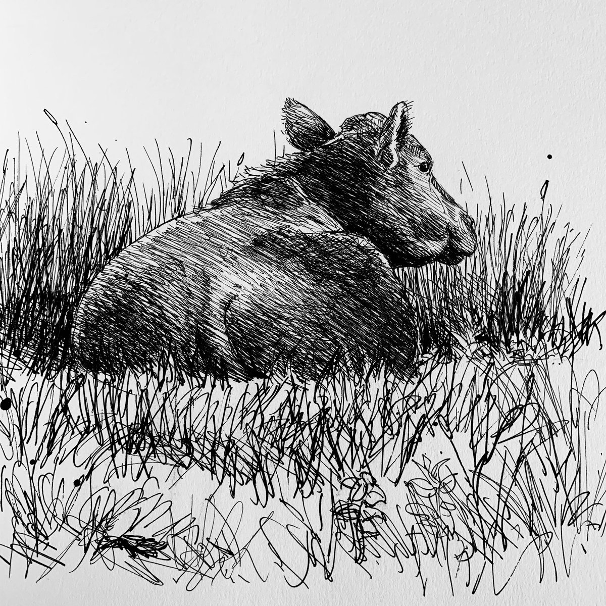 tweetingpainter's tweet photo. #IsolationDrawing A #Cow chewing its cud in a small #Meadow in #Frostenden on a sunny #Spring day #InkAndInkDrawing #Cow #KeepCalmAndKeepDrawing https://t.co/it3GLG84u0
