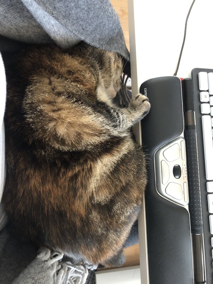 Purrfect #OfficeErgonomics #CatsOnTwitter #CatsOfTwitter #CatsoftheQuarantine #WFH