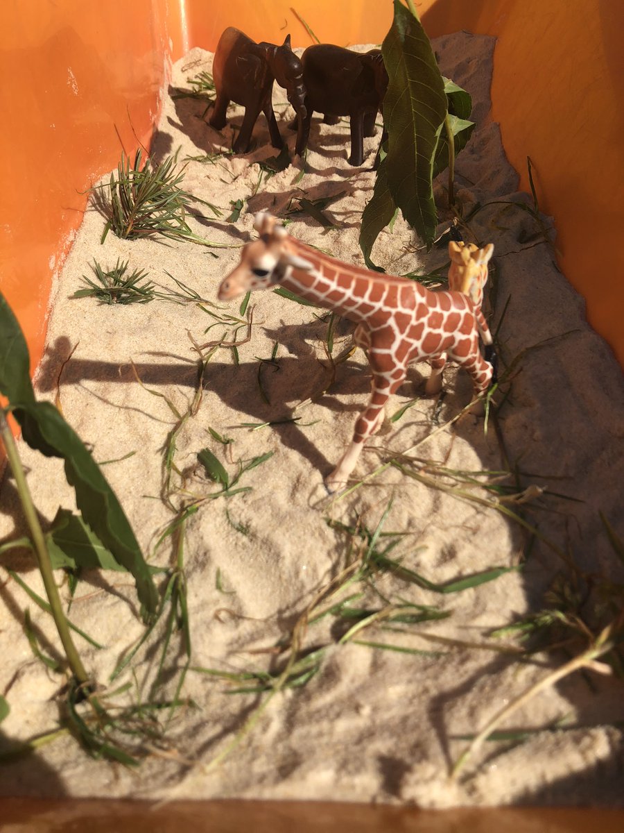 NikkiP2310's tweet photo. @Y4WFA Scarlett and Evan have built a savannah biome at home! https://t.co/dGnJrU9ddr