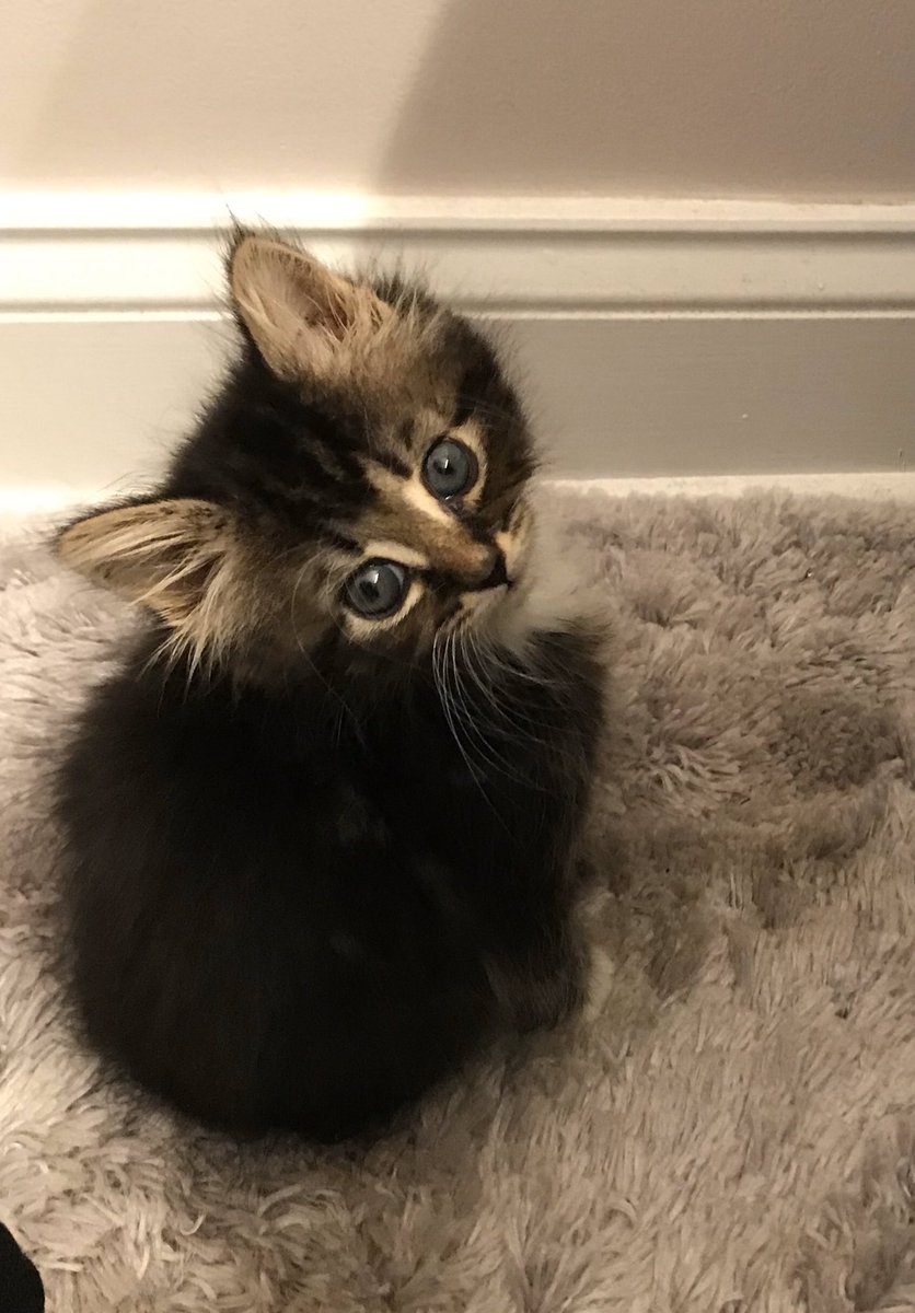 TinaShaeffer's tweet photo. @PearDeck Meet Luna our sweet and sassy furball companion! https://t.co/yOj4QHRi3k