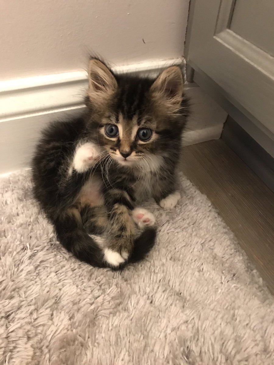 TinaShaeffer's tweet photo. @PearDeck Meet Luna our sweet and sassy furball companion! https://t.co/yOj4QHRi3k