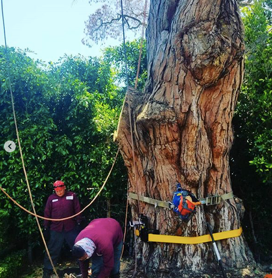 LAsBestTreeSer1's tweet photo. LA’s Best Tree Removal has a number 1 priority: your safety.
We give you high-quality service and the best tools.
☎️ (424) 404-8557
https://t.co/yx5QMZbrPu
#treeremovalservices #treetrimminglosangeles #treeserviceslosangeles #treeserviceslosfeliz #treetrimminglosfeliz https://t.co/FWl6u09flz