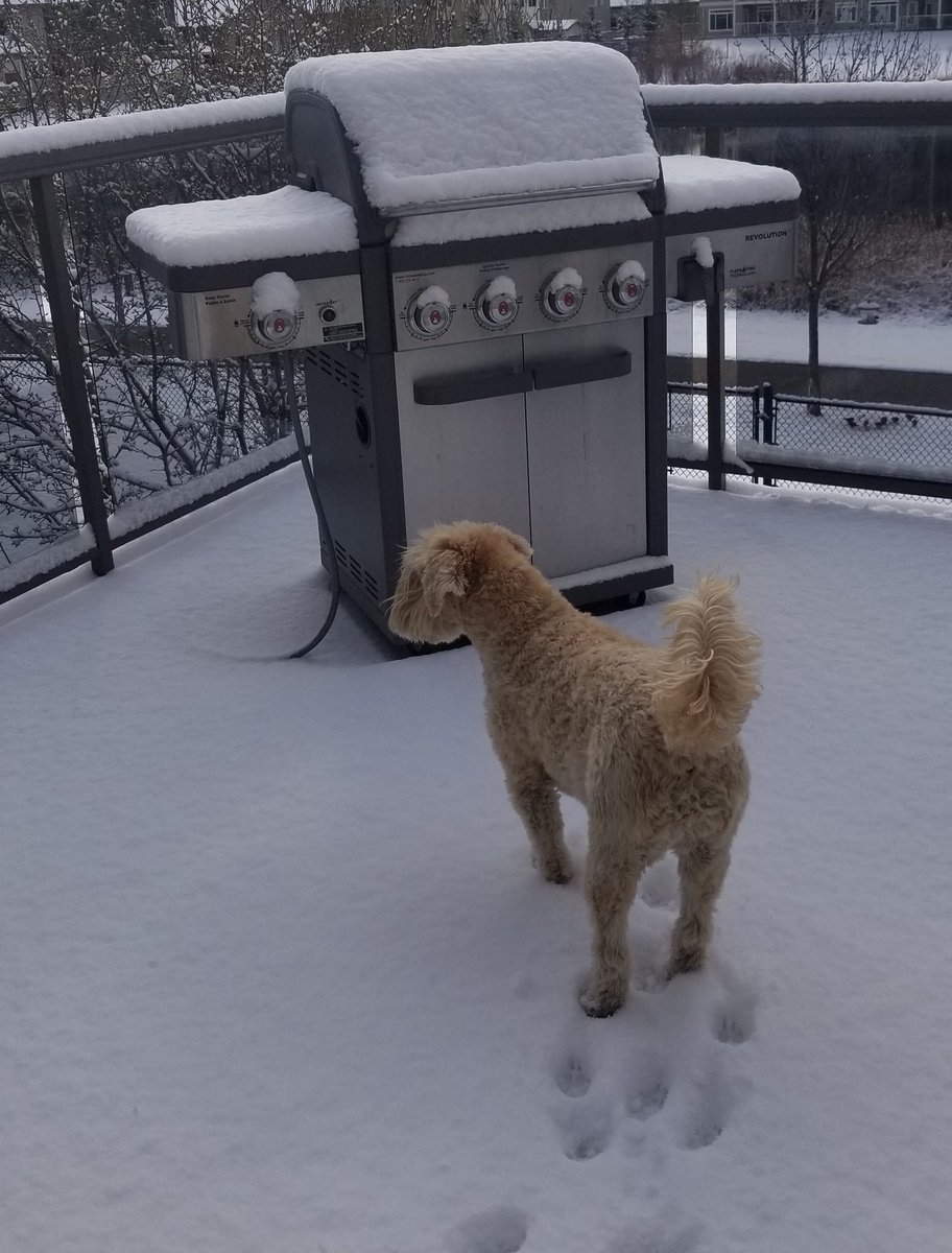 WheatenMaggie's tweet photo. Look what I woke up too today! ☃️ #Spring #ItsMeltingFast #wheatenterrier https://t.co/RhFxdTsZbM
