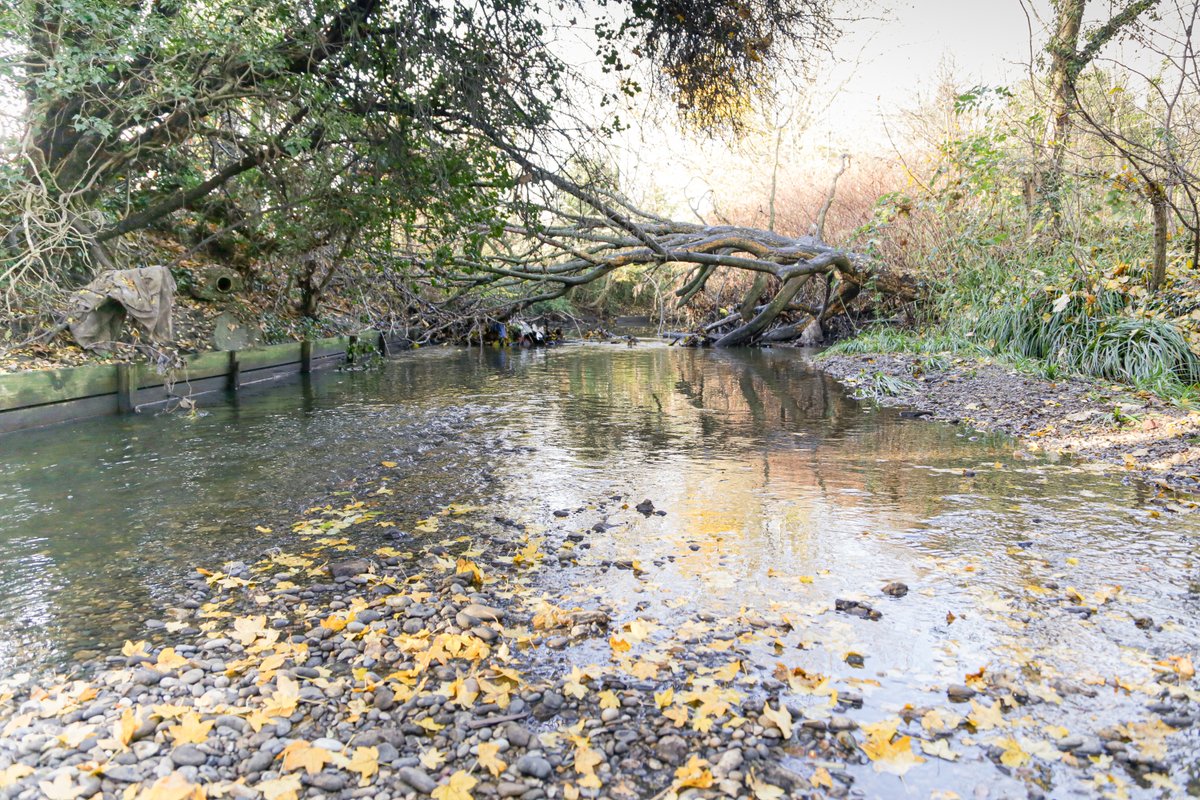 Exciting news! We’re creating a short film about the River Brent & it’s going to be narrated by the river itself So before we get started - we need to know if the River Brent’s voice is male or female! 1/