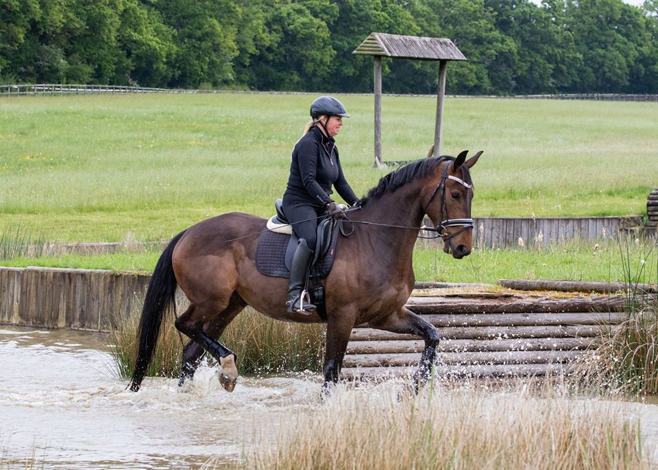 HORSE SCOUT GROUP tweet media