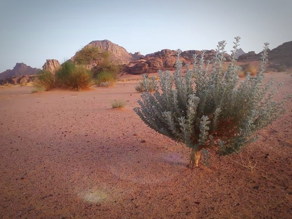 osamathini's tweet photo. #تهرقلي⁩ بلسان ⁧#الطوارق⁩  (( الشيح )).
 
لازال يقاوم الأنقراض #بصحراء_ليبيا⁩ 🇱🇾 لطريقة القطف الخاطئة من الجدور، رائحته جميله يستعمل #كبخور في البيت ويضاف للشاهي وله فائدة كبيرة وتعالج الامراض، 
 
#A_useful #desert #plant in the #Libyan_desert #Akakos #Gat, #Tadouart https://t.co/pxACtdyNbY