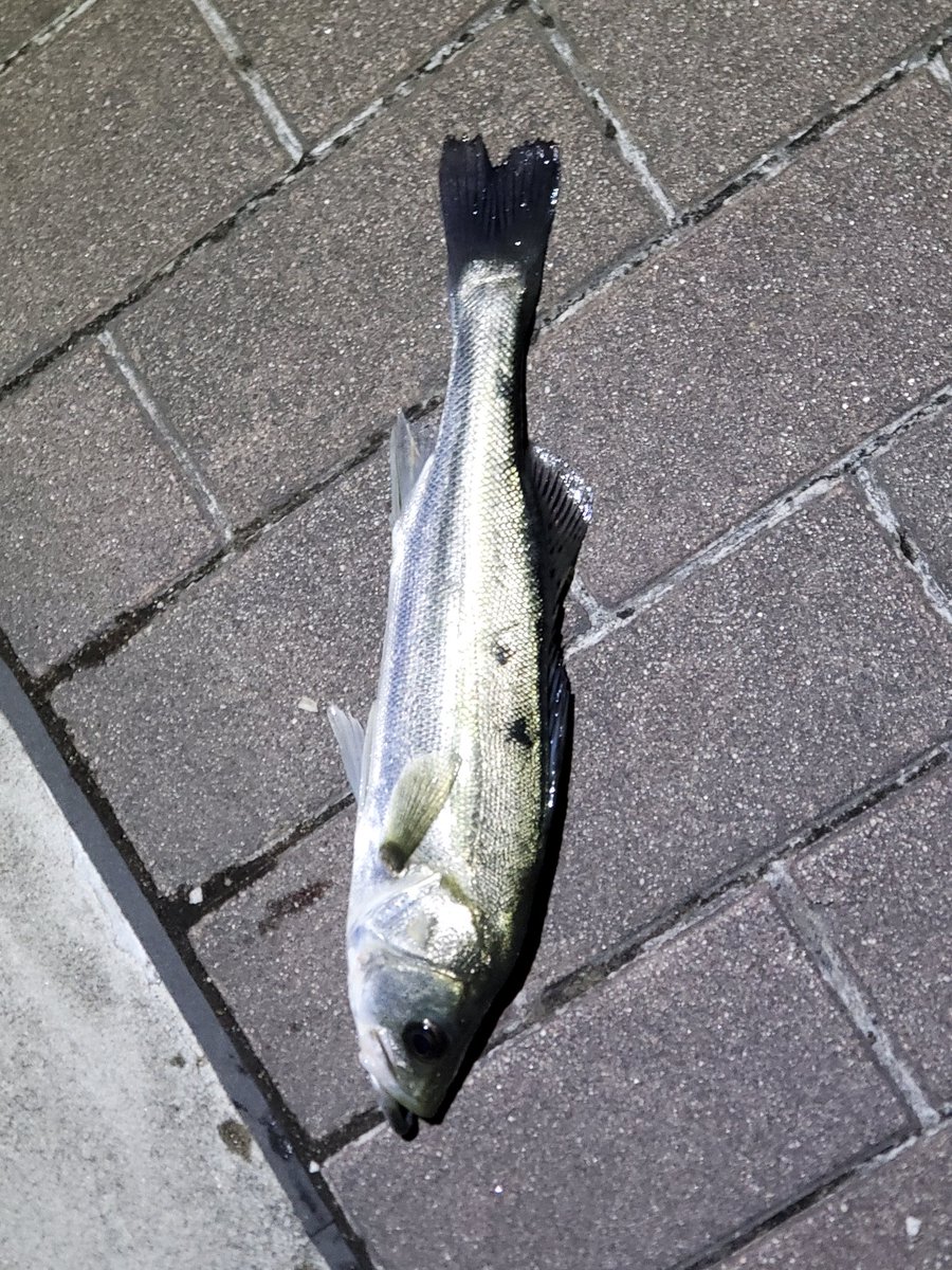 絶倫くんが行く 相互フォロー 今日のシーバス釣り 夜の部 エリア 平井大橋と上平井橋の間 釣行時間 00 22 00 釣果 1匹 シーバス 35cm ルアー Feel1sg カラー ブラックピンク 気配が無かったなか何とか1匹