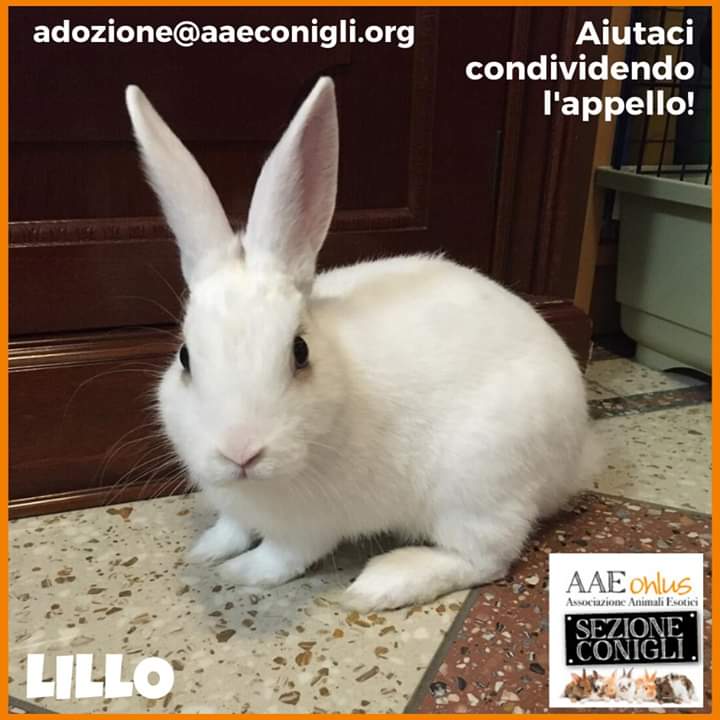Naama45939707's tweet photo. Lillo #bianconiglio🥕🐰 5 mesi #vaccinato #coccolone #giocherellone #cercacasa ❣🏠si trova in provincia di #Ascoli #Piceno #adottabile in tutta #Italia
Cod.Pvt 034-2020
x info scrivi a 👉🏻 adozione@aaeconigli.org
#coniglio #animali #adozione #roditori #animaliesotici #14maggio https://t.co/hz7aHOjhJ3