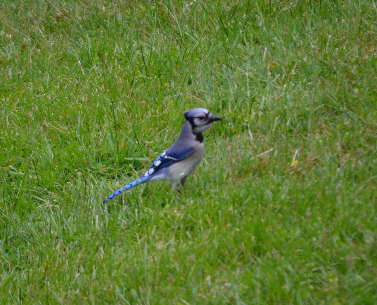 QasimYousafzai's tweet photo. This beautiful #Blue_Jay is going to be the next resident of our backyard :) #birds #BirdSong https://t.co/T9phFY0Kjz