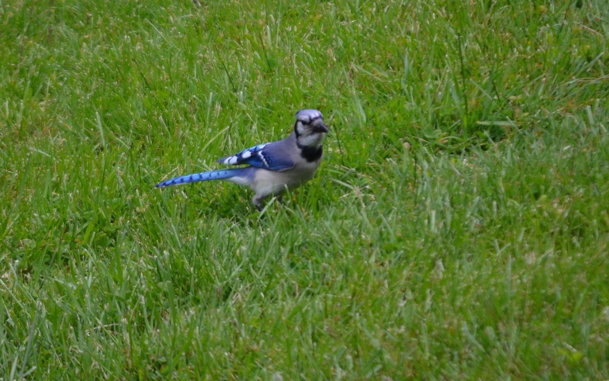 QasimYousafzai's tweet photo. This beautiful #Blue_Jay is going to be the next resident of our backyard :) #birds #BirdSong https://t.co/T9phFY0Kjz