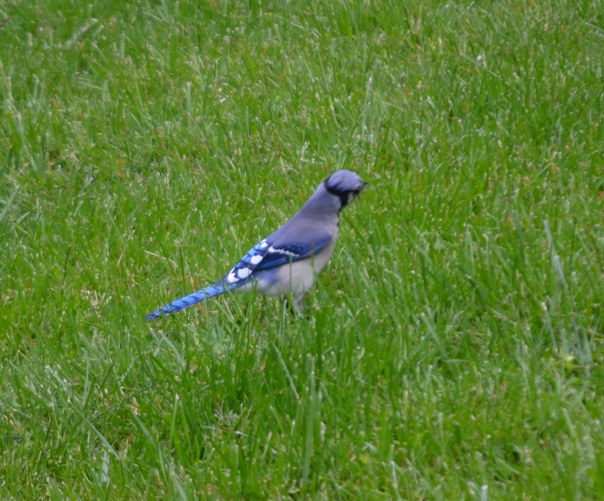 QasimYousafzai's tweet photo. This beautiful #Blue_Jay is going to be the next resident of our backyard :) #birds #BirdSong https://t.co/T9phFY0Kjz