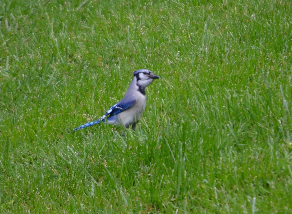QasimYousafzai's tweet photo. This beautiful #Blue_Jay is going to be the next resident of our backyard :) #birds #BirdSong https://t.co/T9phFY0Kjz