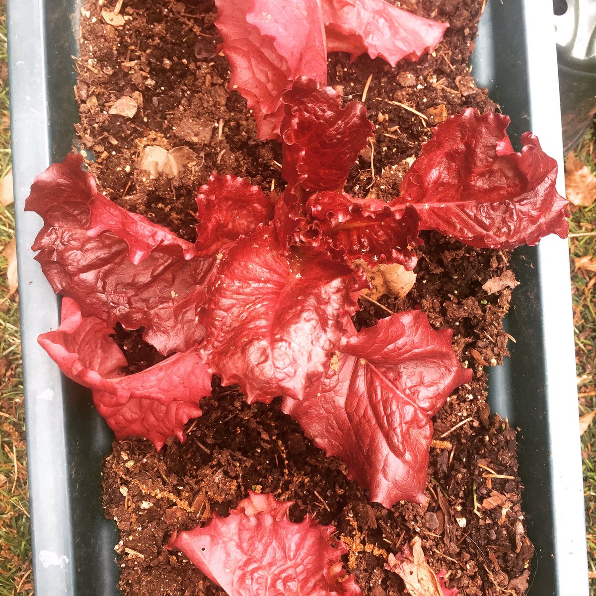 CindyMajane's tweet photo. The red leaf lettuce is coming along!

#containergardening #urbangarden #urbangardening #leaflettuce https://t.co/DmLwzRTefs