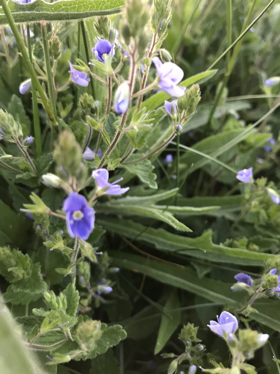 #NoMowMay continues in @MonmouthshireCC #roadverges #everyflowercounts @Love_plants @PlantlifeCymru @IoloWilliams2 @DrTrevorDines @katefpetty #Wellbeing #Wales #lockdown @sophiehowe @SEWBReC #wildflowerhour