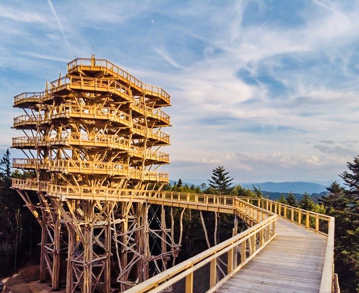 ViewsZone's tweet image. walk on the treetops #forest #hikingadventures #NaturePhotography