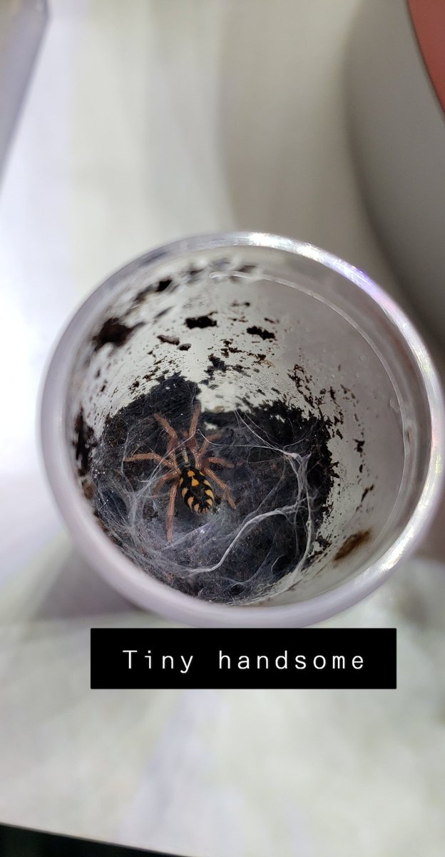 x0royal's tweet photo. Look at my babe. They're growing up and getting their beautiful pattern. 🎃🎃🎃 #tarantula #spiders #spider #pets #hapalopus https://t.co/xVlFE3u5E3