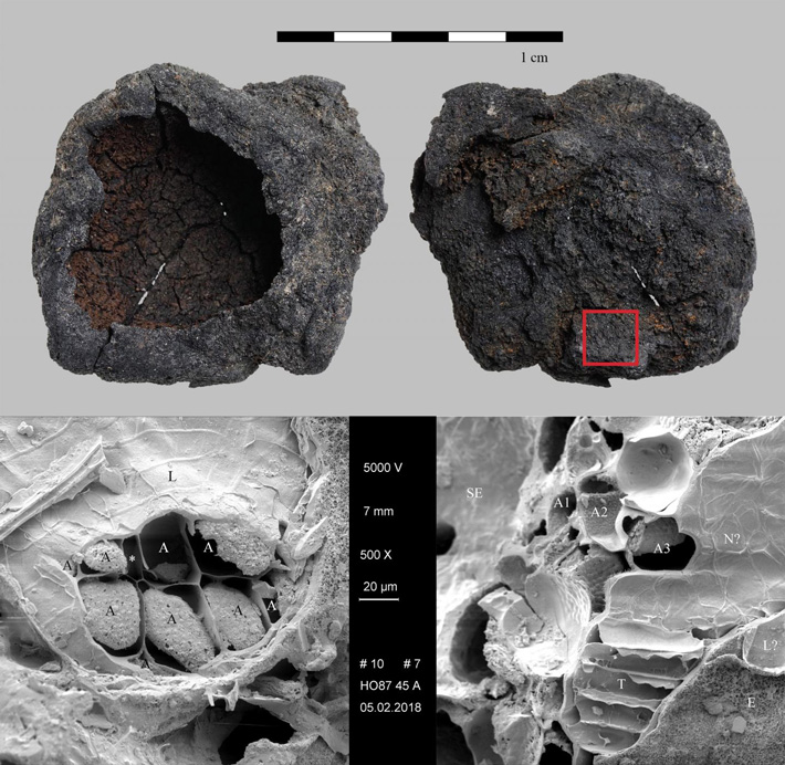 archaeologymag's tweet photo. A new study suggests the process of malting creates lasting changes to grain cell structure that could help researchers identify microscopic evidence of beer consumption in the archaeological record. 

https://t.co/xM9cEgYr00 https://t.co/OL6mQjxO6W