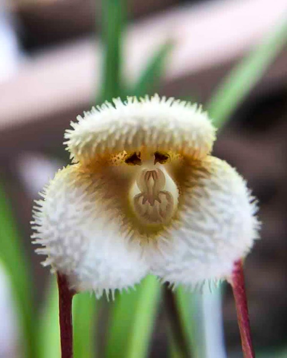 StringTheoryFR's tweet photo. π Oh mais cβest trop mignon π ! Quβest-ce que cβest ?
#stringtheory #devinette #science #Fleur #Faune #lesaviezvous #scienceiscool #funscience #facts #learning #didyouknow #environnement #nature #Plant #Beautiful #Macro #beauty #BeautyNature #Monkey #FunnyThing #FaceThing https://t.co/XlyVJkxsd1