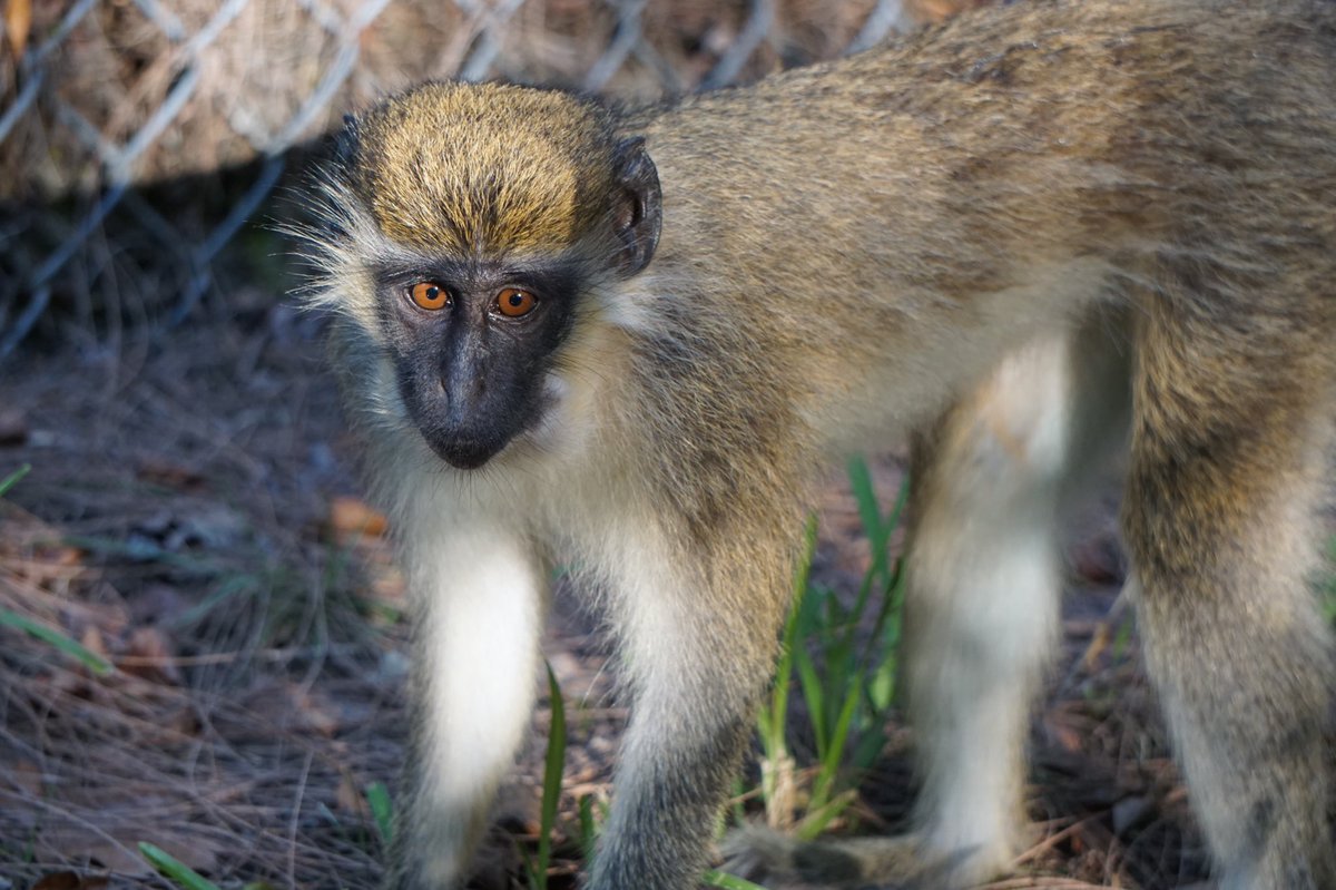 DBVervet's tweet photo. So happy to share that @insideFPL says they will implement a solution within the next 30 days to help prevent further monkey electrocutions. #community #conservation #monkeymatters https://t.co/bSn0Xzcd9q