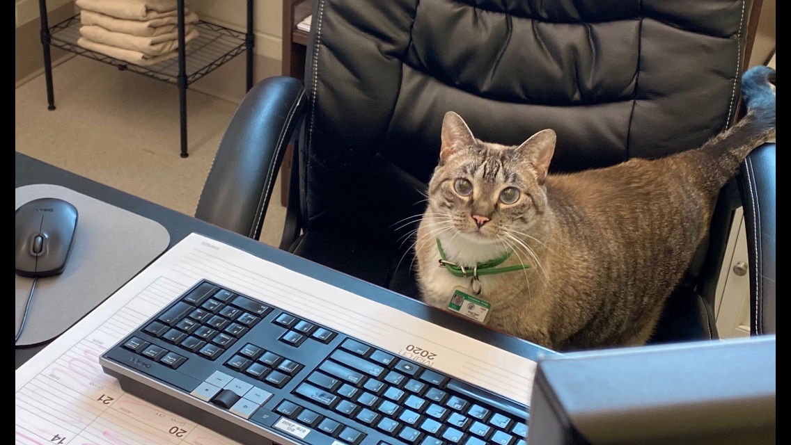 petcolovelost's tweet photo. Welcome our newest Finding Rover Partner, Terrebonne Parish Animal Shelter!

Make sure your pets are registered today at https://t.co/oCSL5K51s8 to keep your peace of mind! #findingrover #terrebonneparishanimalshelter

Photo Credit: Terrebonne Parish Animal Shelter https://t.co/YY85ugiNZ7