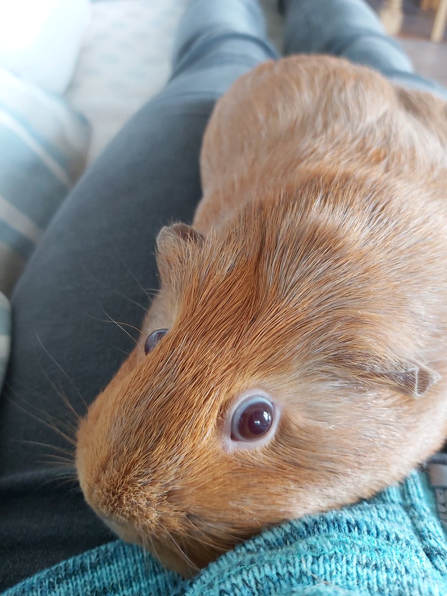 Thur 14 May (Day 43 working from home)A little picture of the Oro pig with the sun on her face, so you can see her little, permanently-startled eyes!  #PigOfTheDay