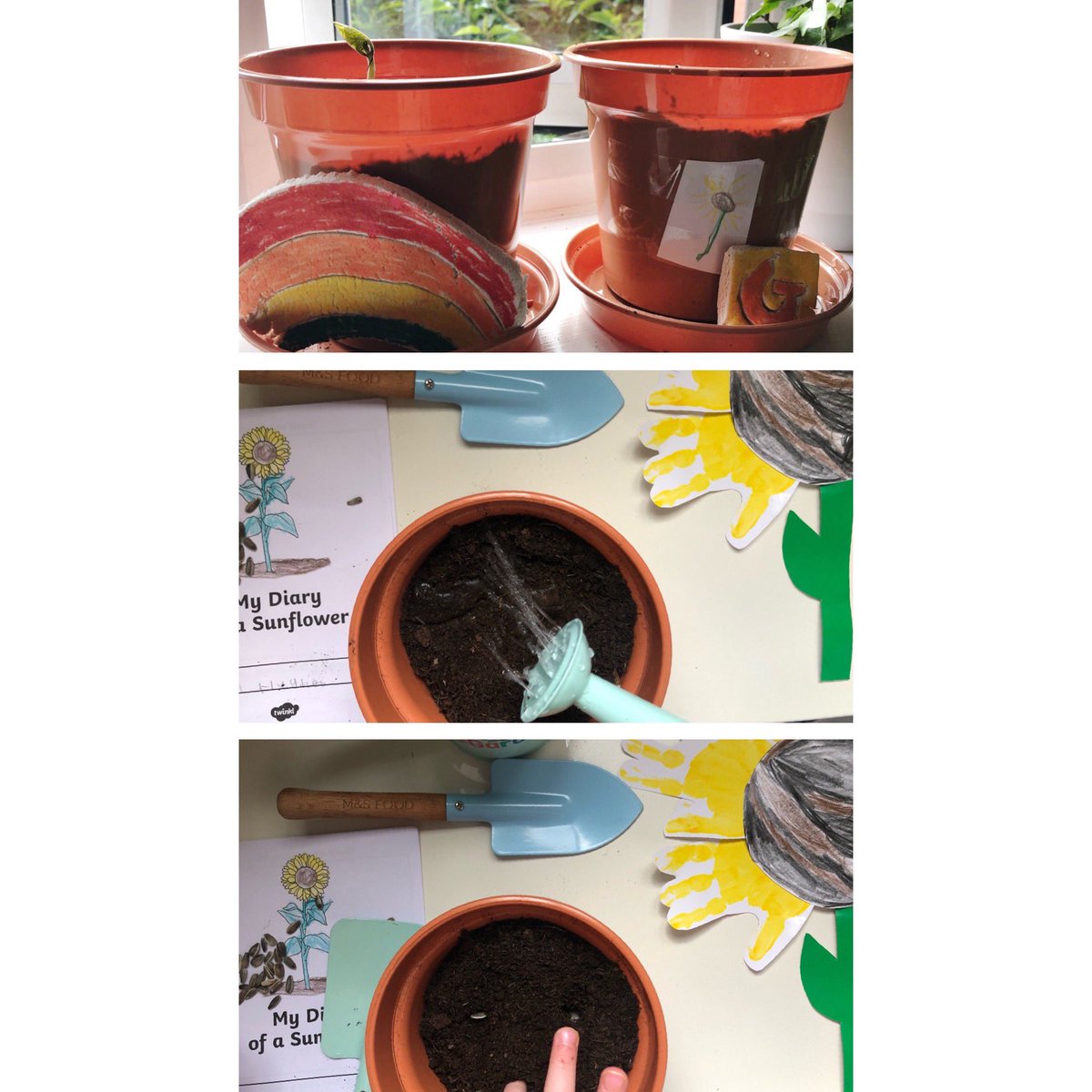 HelsElizabeth's tweet photo. We finally managed to get hold of some sunflower seeds (Thanks Uncle @peter_james88) so now we sit and stare at them for 24 hours a day apparently. π» #PleaseGrow π» @stmariesrecept1 https://t.co/I4AFXTzciK