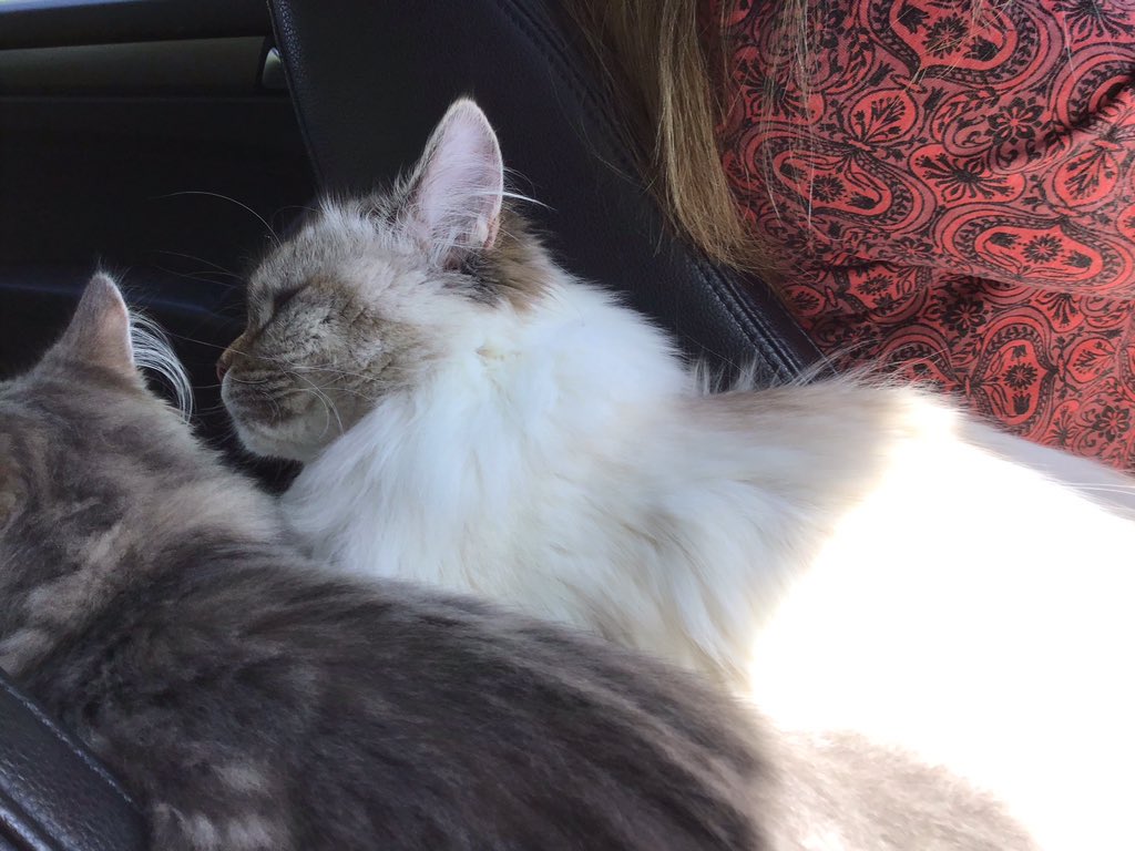WilliamsburgCSD's tweet photo. Lucy C. is celebrating Stress Less, Laugh More with her two sweet 🐈. Thanks for sharing, Lucy! #WMSSLLM @BoykinBryan @WMS_Wolf_DOC @wmspta2019 @WMS_WolfPack https://t.co/nrWmCRlvaK