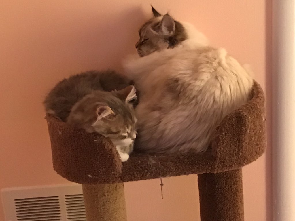 WilliamsburgCSD's tweet photo. Lucy C. is celebrating Stress Less, Laugh More with her two sweet 🐈. Thanks for sharing, Lucy! #WMSSLLM @BoykinBryan @WMS_Wolf_DOC @wmspta2019 @WMS_WolfPack https://t.co/nrWmCRlvaK