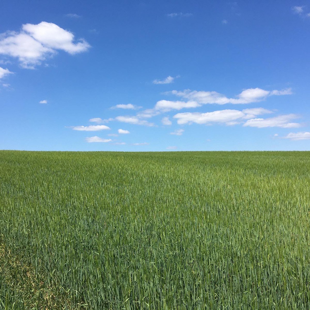 Blue Sky Over Orwell Winter Barley As The Awns Are Emerging. #barley #agronomy #farming #farminglife #agriculture #foodsource #optimumyeild #blueskies #blueskiesandsunshine #kws #kwsseed #kwsuk