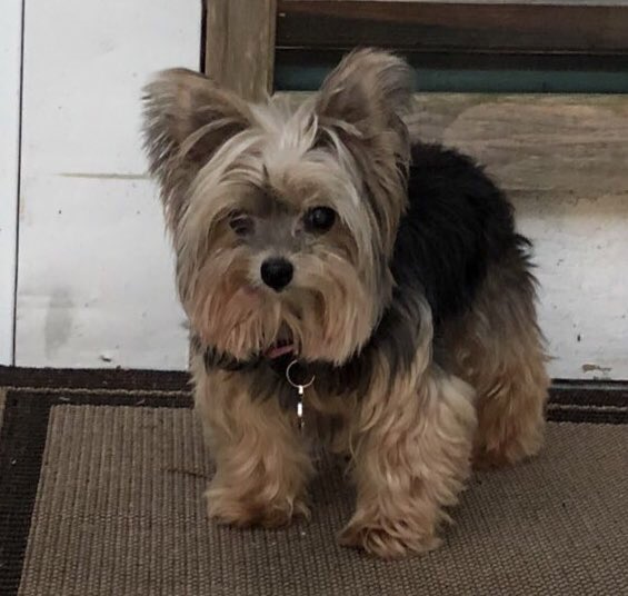 CedarPosts's tweet image. Mrs Cedar lost her Yorkie yesterday - Pooh was a five year cancer survivor. She passed away unexpectedly after falling asleep in my wife’s arms just before 6 PM.

If you wrote a script of tbe perfect life for a little 4 pound dog I could not think of a thing that was left out.