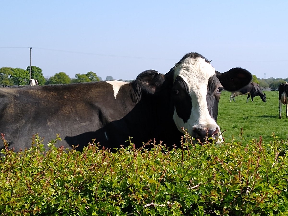 ClareOlver's tweet photo. Pleased to see that cows down our lane have come out of #lockdown and are now taking advantage of #unlimitedexercise. https://t.co/nijMve5Uyy