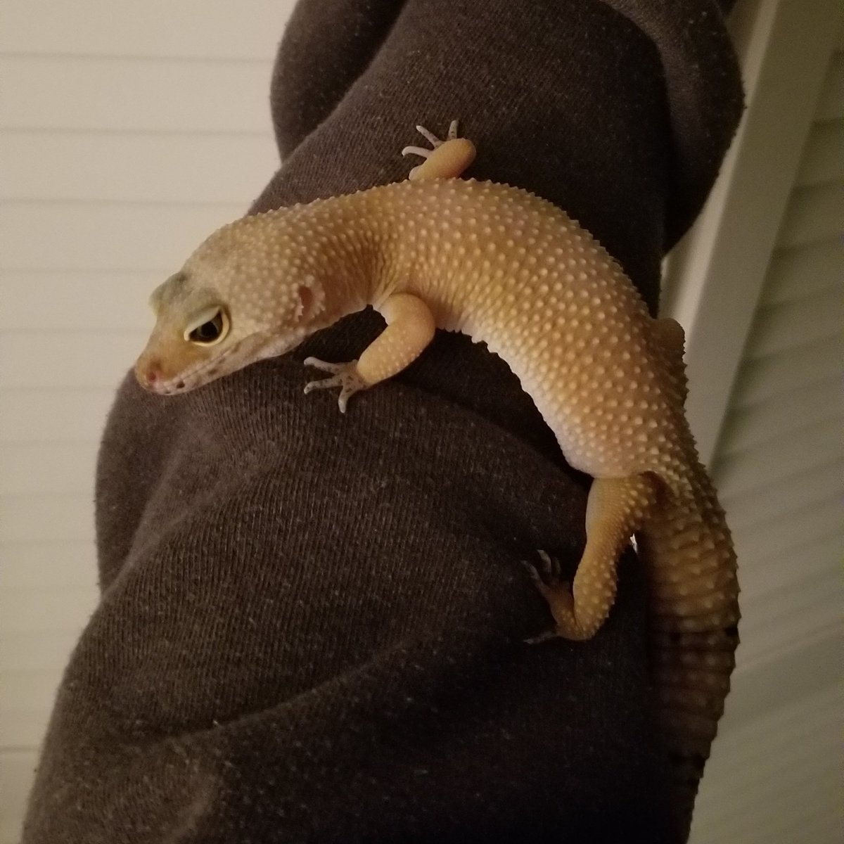 chirpchirpingof's tweet photo. Shy girl Opal decided to come out for the first time in forever. Granted, she only wanted out for like 2 minutes and got really flighty but it was nice to see her be social for once! https://t.co/mkeG4BwYM5
