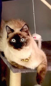 SamAllan4a's tweet photo. @ShahdAbusalama @AOC_movement Cue the music: DUN DUN DUN! #dramaticcat https://t.co/wOcPieyDB2