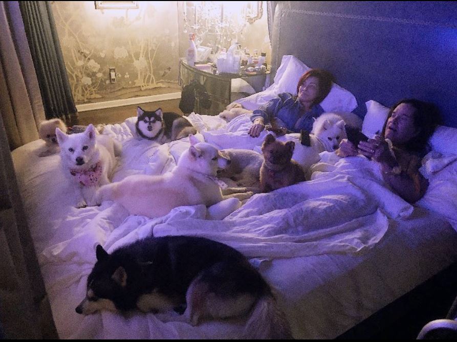 TheTalkCBS's tweet image. .@MrsSOsbourne can’t go to sleep without all of her pups 🐶!


🗣What can’t you sleep without?